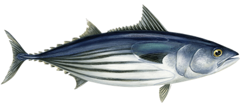 Skipjack Tuna